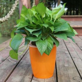 Nordic Style Hydroponic Flower Pot for Fairy Garden and Indoor Plant Decor (Option: Orange-12)