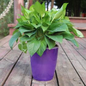 Nordic Style Hydroponic Flower Pot for Fairy Garden and Indoor Plant Decor (Option: Purple-12)