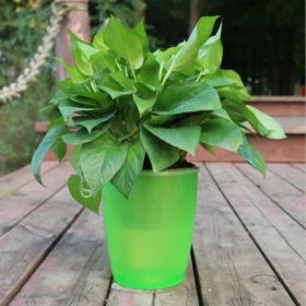 Nordic Style Hydroponic Flower Pot for Fairy Garden and Indoor Plant Decor (Option: Green-12)