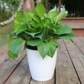 Nordic Style Hydroponic Flower Pot for Fairy Garden and Indoor Plant Decor (Option: White-22)