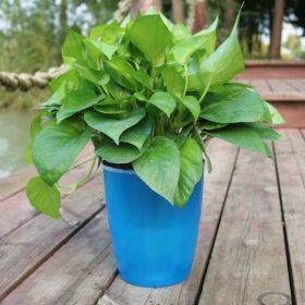 Nordic Style Hydroponic Flower Pot for Fairy Garden and Indoor Plant Decor (Option: Blue-12)